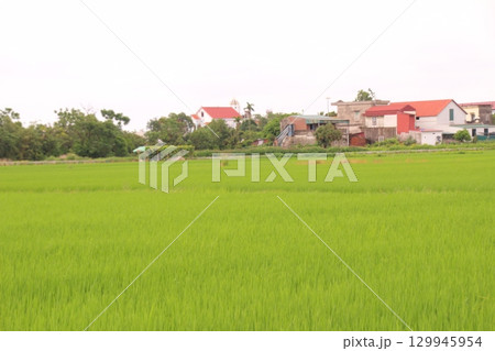 Rice fields in Vietnam. There are green rice fields in the field. Farmers work on them. In the background are villages and country roads 129945954