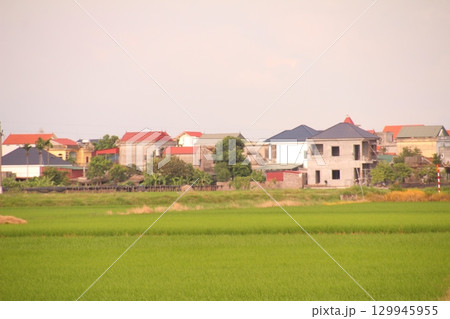 Rice fields in Vietnam. There are green rice fields in the field. Farmers work on them. In the background are villages and country roads 129945955