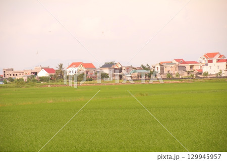 Rice fields in Vietnam. There are green rice fields in the field. Farmers work on them. In the background are villages and country roads Rice fields in Vietnam. There are green rice fields in the field. Farmers work on them. In the background are villages and country roads 129945957