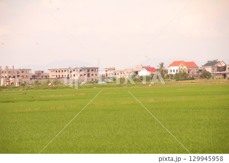 Rice fields in Vietnam. There are green rice fields in the field. Farmers work on them. In the background are villages and country roads 129945958