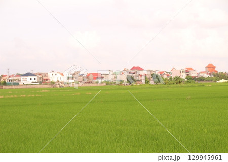 Rice fields in Vietnam. There are green rice fields in the field. Farmers work on them. In the background are villages and country roads 129945961