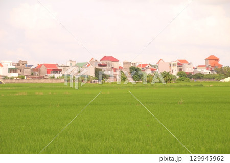 Rice fields in Vietnam. There are green rice fields in the field. Farmers work on them. In the background are villages and country roads 129945962
