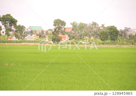 Rice fields in Vietnam. There are green rice fields in the field. Farmers work on them. In the background are villages and country roads 129945965