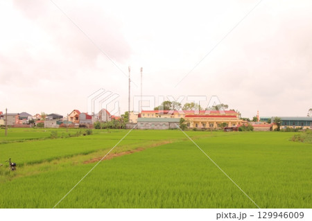 Rice fields in Vietnam. There are green rice fields in the field. Farmers work on them. In the background are villages and country roads Rice fields in Vietnam. There are green rice fields in the field. Farmers work on them. In the background are villages and country roads 129946009
