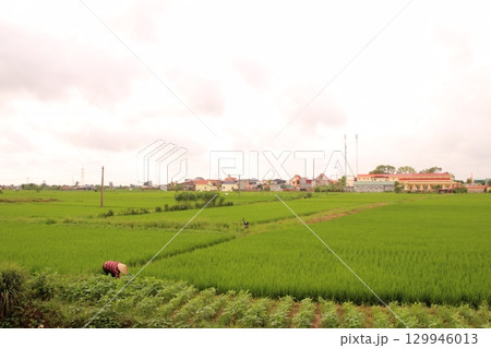 Rice fields in Vietnam. There are green rice fields in the field. Farmers work on them. In the background are villages and country roads Rice fields in Vietnam. There are green rice fields in the field. Farmers work on them. In the background are villages and country roads 129946013