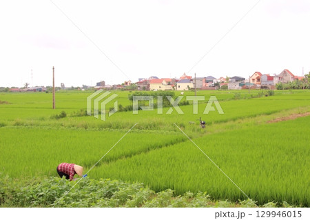 Rice fields in Vietnam. There are green rice fields in the field. Farmers work on them. In the background are villages and country roads 129946015