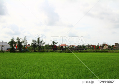 Rice fields in Vietnam. There are green rice fields in the field. Farmers work on them. In the background are villages and country roads 129946021