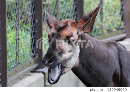 オカピ オカピ 129946029