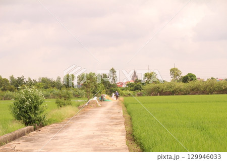 Rice fields in Vietnam. There are green rice fields in the field. Farmers work on them. In the background are villages and country roads 129946033