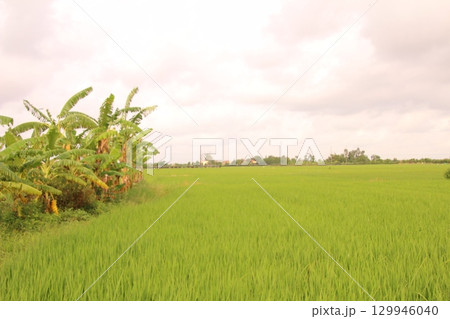 Rice fields in Vietnam. There are green rice fields in the field. Farmers work on them. In the background are villages and country roads 129946040