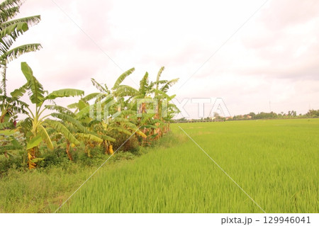 Rice fields in Vietnam. There are green rice fields in the field. Farmers work on them. In the background are villages and country roads 129946041