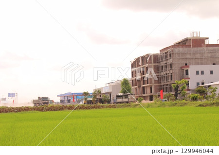 Rice fields in Vietnam. There are green rice fields in the field. Farmers work on them. In the background are villages and country roads 129946044