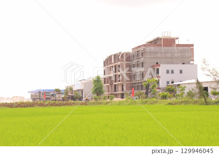 Rice fields in Vietnam. There are green rice fields in the field. Farmers work on them. In the background are villages and country roads Rice fields in Vietnam. There are green rice fields in the field. Farmers work on them. In the background are villages and country roads 129946045