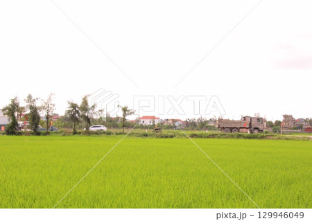 Rice fields in Vietnam. There are green rice fields in the field. Farmers work on them. In the background are villages and country roads Rice fields in Vietnam. There are green rice fields in the field. Farmers work on them. In the background are villages and country roads 129946049