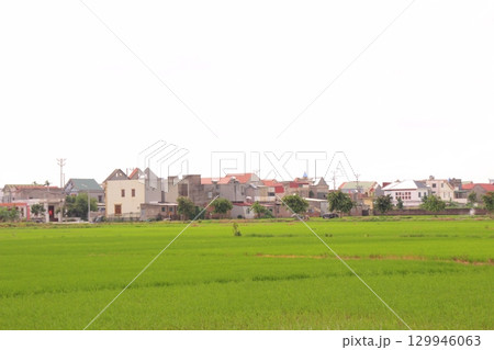Rice fields in Vietnam. There are green rice fields in the field. Farmers work on them. In the background are villages and country roads Rice fields in Vietnam. There are green rice fields in the field. Farmers work on them. In the background are villages and country roads 129946063