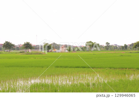 Rice fields in Vietnam. There are green rice fields in the field. Farmers work on them. In the background are villages and country roads 129946065