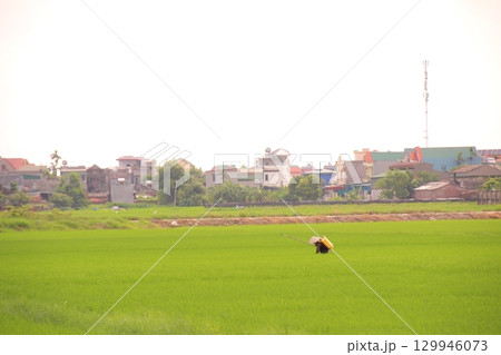 Rice fields in Vietnam. There are green rice fields in the field. Farmers work on them. In the background are villages and country roads 129946073