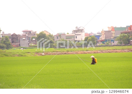 Rice fields in Vietnam. There are green rice fields in the field. Farmers work on them. In the background are villages and country roads Rice fields in Vietnam. There are green rice fields in the field. Farmers work on them. In the background are villages and country roads 129946074