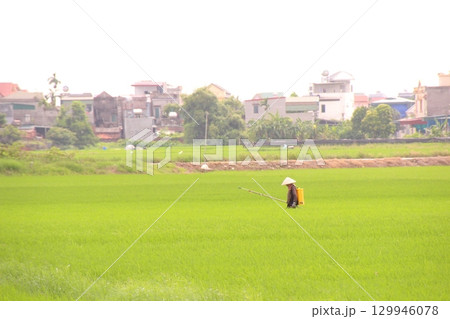 Rice fields in Vietnam. There are green rice fields in the field. Farmers work on them. In the background are villages and country roads 129946078