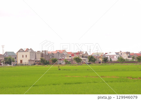 Rice fields in Vietnam. There are green rice fields in the field. Farmers work on them. In the background are villages and country roads 129946079