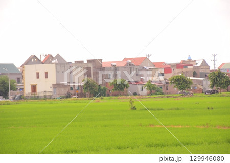 Rice fields in Vietnam. There are green rice fields in the field. Farmers work on them. In the background are villages and country roads 129946080