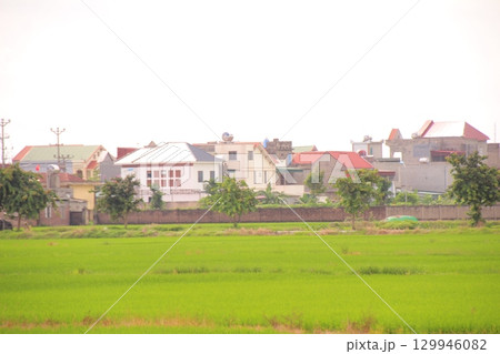 Rice fields in Vietnam. There are green rice fields in the field. Farmers work on them. In the background are villages and country roads Rice fields in Vietnam. There are green rice fields in the field. Farmers work on them. In the background are villages and country roads 129946082