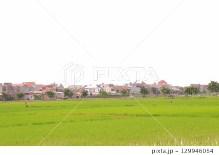 Rice fields in Vietnam. There are green rice fields in the field. Farmers work on them. In the background are villages and country roads 129946084
