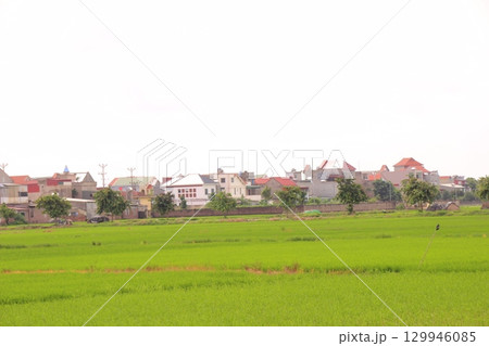 Rice fields in Vietnam. There are green rice fields in the field. Farmers work on them. In the background are villages and country roads 129946085
