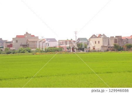 Rice fields in Vietnam. There are green rice fields in the field. Farmers work on them. In the background are villages and country roads 129946086
