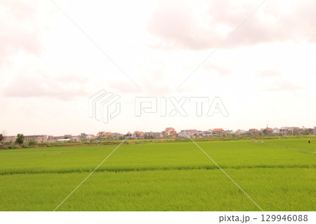 Rice fields in Vietnam. There are green rice fields in the field. Farmers work on them. In the background are villages and country roads 129946088
