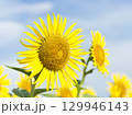 真夏のひまわり畑　神奈川県座間市 129946143