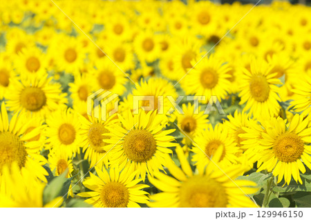 真夏のひまわり畑 神奈川県座間市 真夏のひまわり畑 神奈川県座間市 129946150