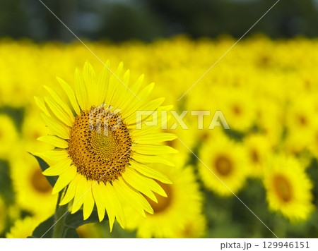 真夏のひまわり畑 神奈川県座間市 真夏のひまわり畑 神奈川県座間市 129946151