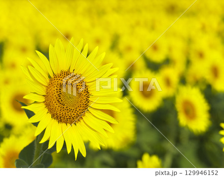真夏のひまわり畑　神奈川県座間市 129946152