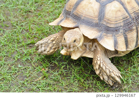 africa tortoise, African spurred tortoise or  Centrochelys sulcata or  Geochelone sulcata or  sulcata tortoise or tortoise 129946167