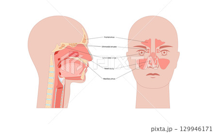 Paranasal sinus poster 129946171