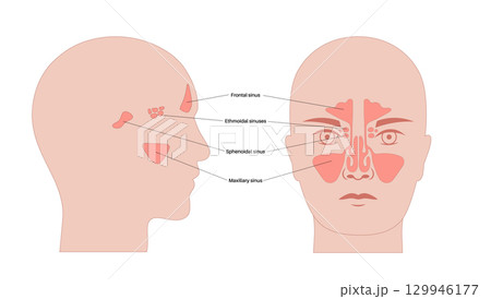 Paranasal sinus poster 129946177