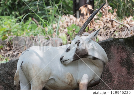 アラビアオリックス 129946220