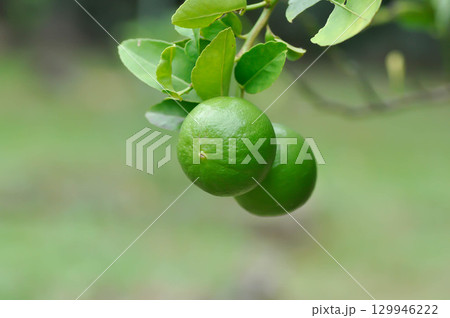 lime, lime plant or lemon tree lime, lime plant or lemon tree 129946222