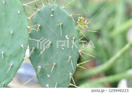 Opuntia tuna, Angiosperms or Opuntia or Cactaceae or Tuna Cactus or Prickly Pears 129946223