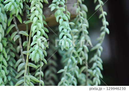 Sedum morganianum, Crassulaceae or Sedum or succulents Sedum morganianum, Crassulaceae or Sedum or succulents 129946230