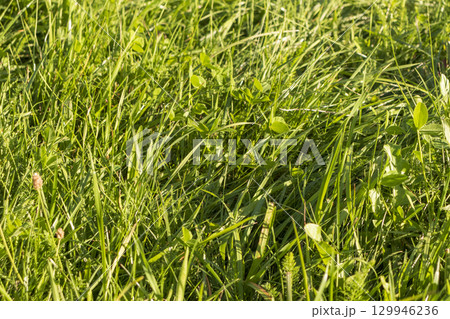 Close up shot of the green grass 129946236