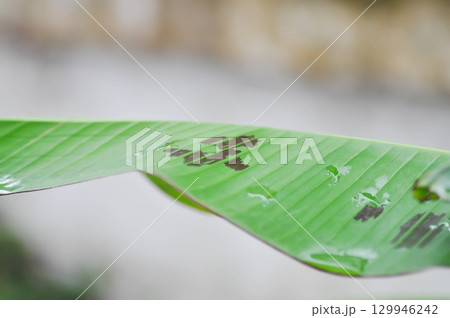 banana plant, blood banana or Musa acuminata or Musa balbisiana and dew drop 129946242