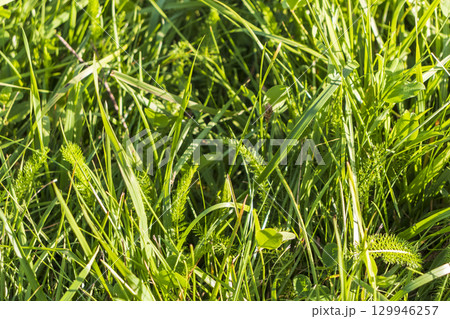 Close up shot of the green grass 129946257