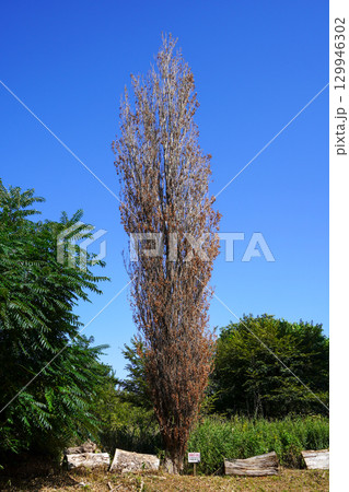 手稲山口バッタ塚の枯れてしまったポプラの木 129946302