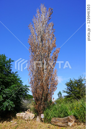 手稲山口バッタ塚の枯れてしまったポプラの木 129946303