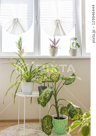 Cozy balcony designed in light tones with house pot plants 129946444