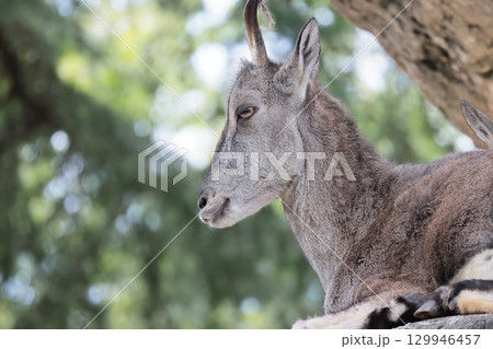 スーチョワンバーラル 129946457