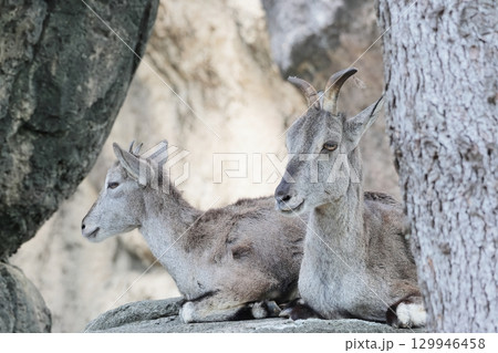 スーチョワンバーラル スーチョワンバーラル 129946458