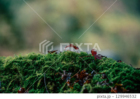 苔の上に落ちた紅葉の葉と秋の彩り 129946532